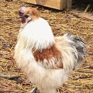 Meet your Posher, Jill